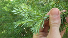 Saxegothaea conspicua