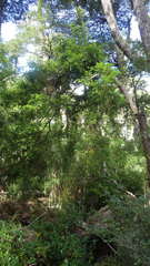 Saxegothaea conspicua