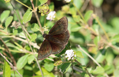 Ephyriades brunnea