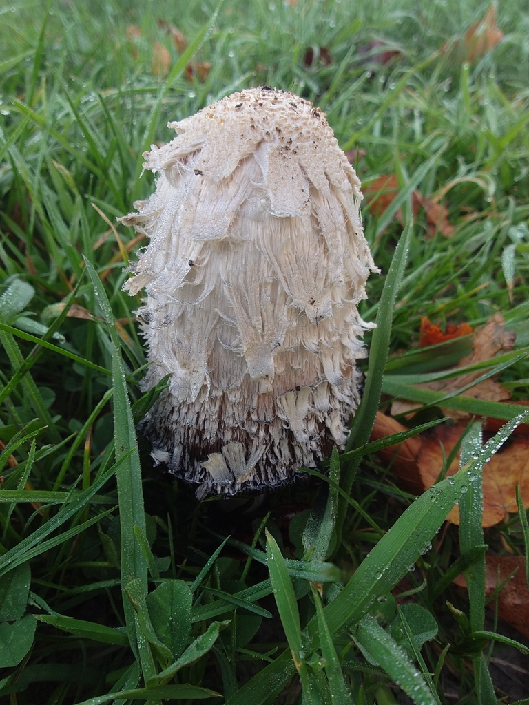 Coprinus comatus · March 2026 · photo: © bythepark (iNaturalist, cc-by-nc)