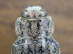 Chrysobothris scabripennis