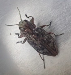 Chrysobothris scabripennis