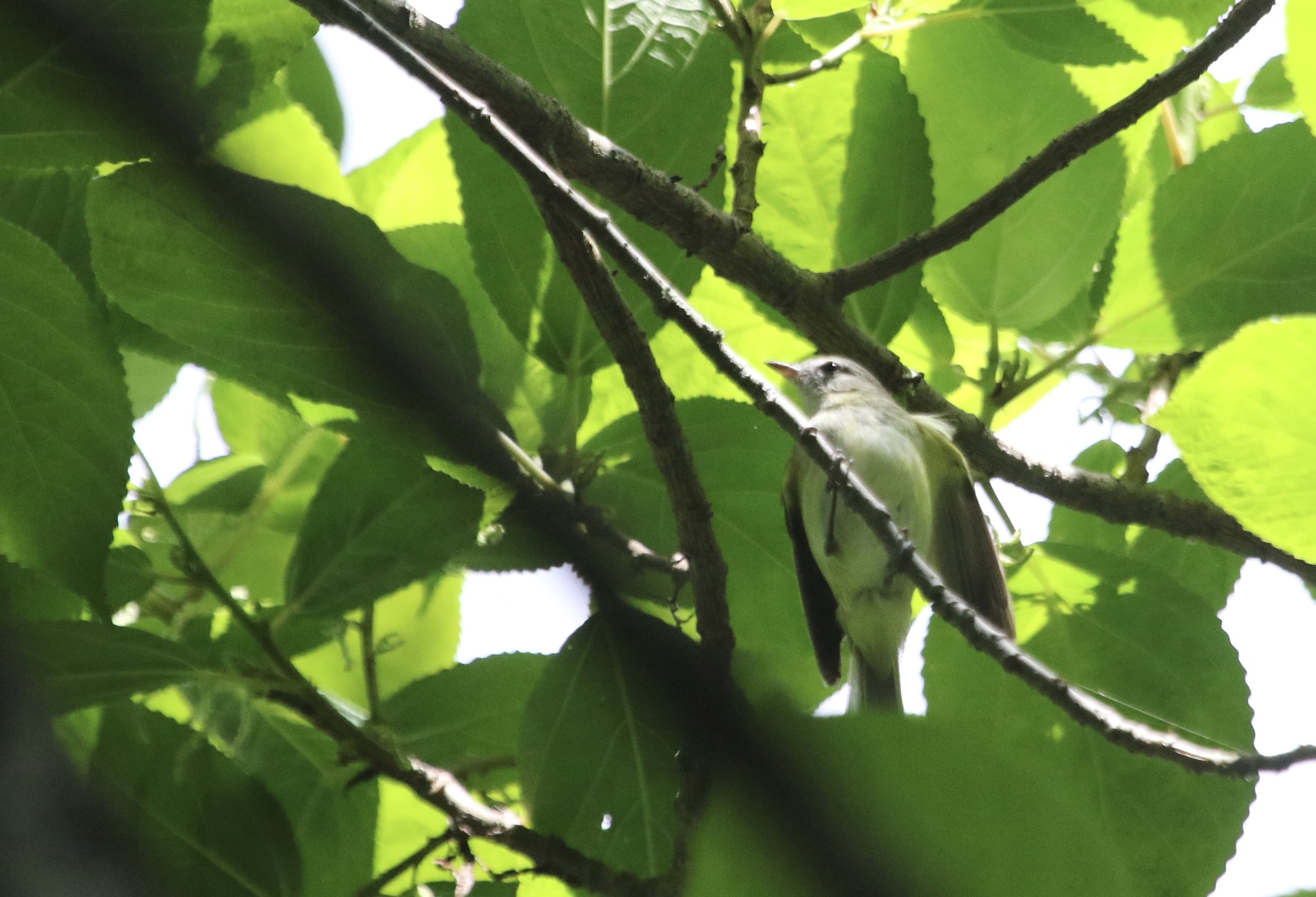 Red-eyed Vireo (Vireo olivaceus), photo 9