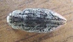 Chrysobothris scabripennis