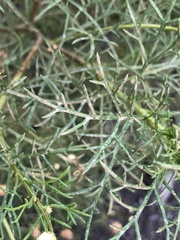 Argyranthemum frutescens gracilescens