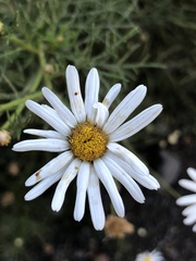 Argyranthemum frutescens gracilescens