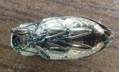 Chrysobothris scabripennis