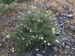 Argyranthemum frutescens gracilescens