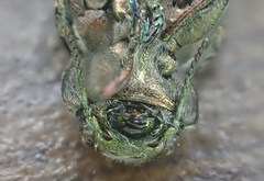 Chrysobothris scabripennis