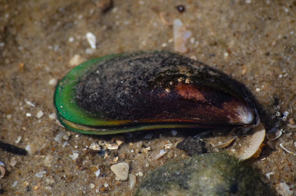 Asian Green Mussel