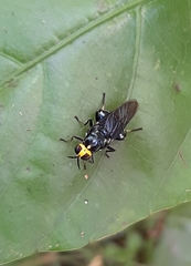 Cyphomyia