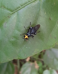 Cyphomyia