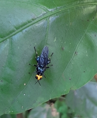 Cyphomyia