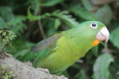 Orange-Chinned Parakeet photo 2