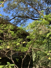 Chionanthus retusus