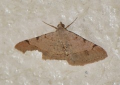 Frederickia flaviterminata