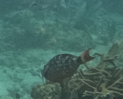 Sparisoma viride