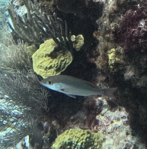 Lutjanus mahogoni