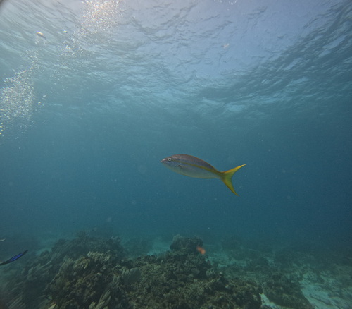 Ocyurus chrysurus