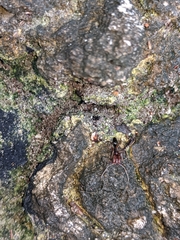 Odontomachus ruginodis