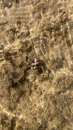 Maculastrombus mutabilis