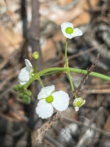 Grassy Arrowhead (Sagittaria graminea)