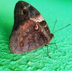 Lepidoptera