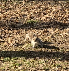 Sciurus carolinensis