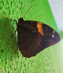 Lepidoptera