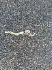 Coluber constrictor
