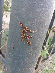Tropidothorax sinensis