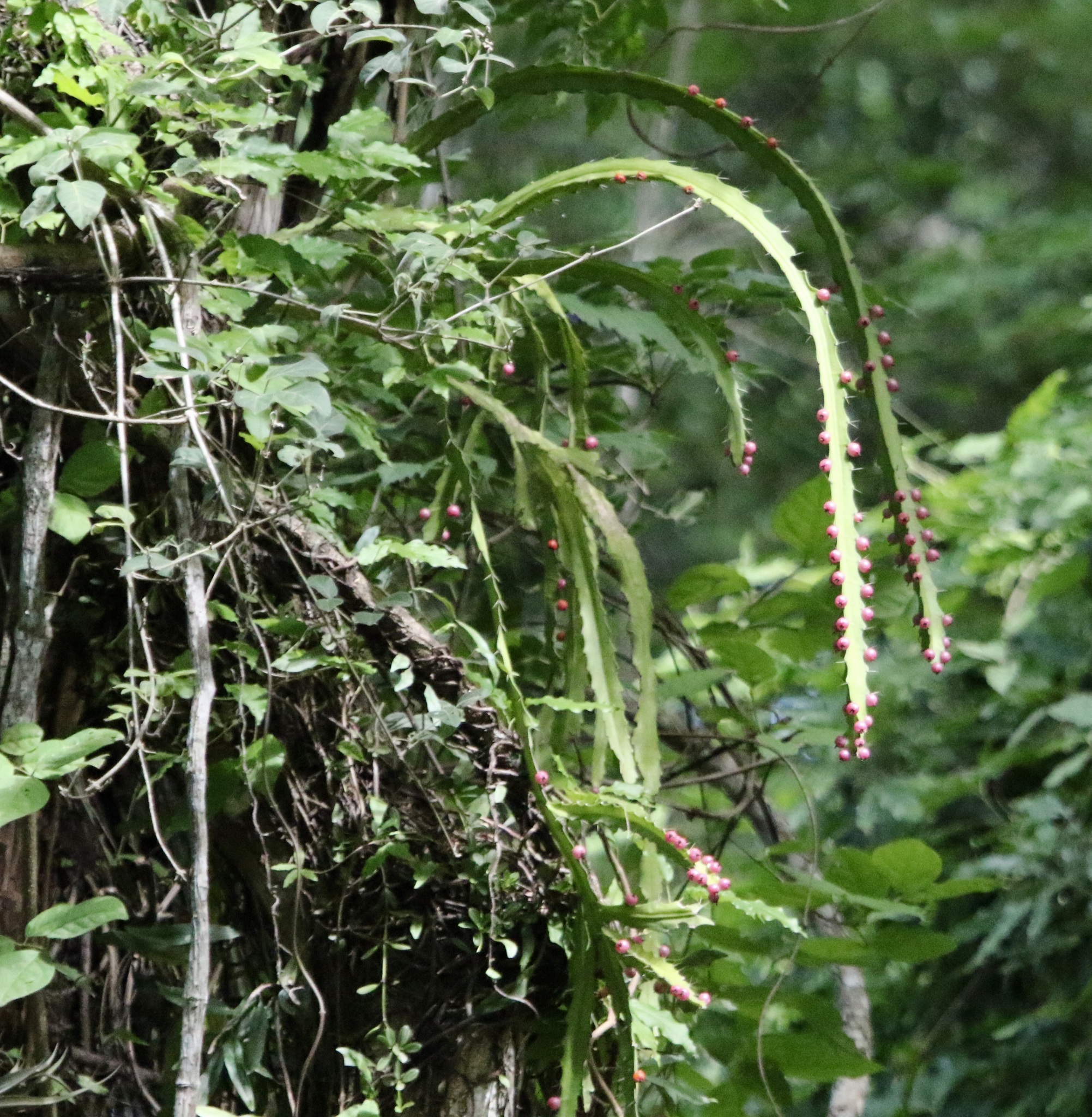 Pfeiffera monacantha