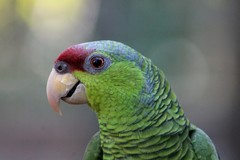 Lilac-Crowned Amazon photo 4