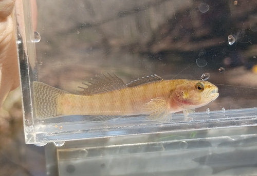 Lollypop darter (Etheostoma neopterum) — Percidae — 4