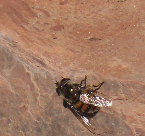 Unknown species found near Bernalillo County, NM, USA