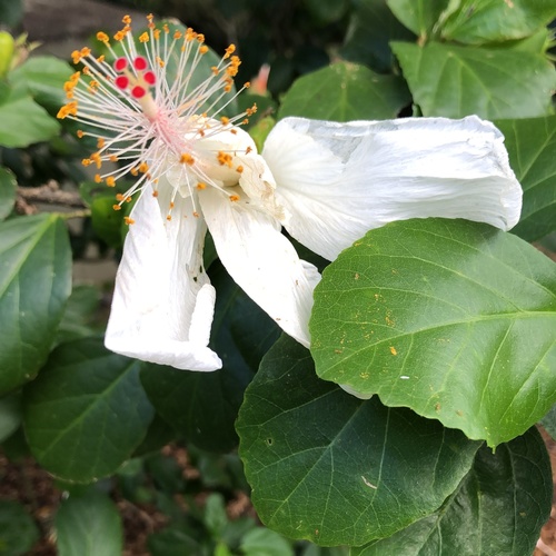Hibiscus arnottianus