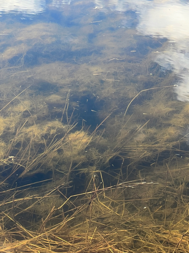 Gila Topminnow