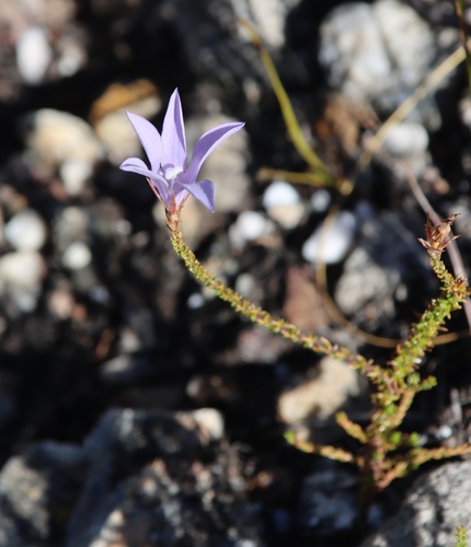 Small-leaf Bell (Roella dregeana)