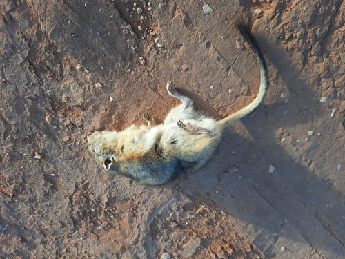 Fat Sand Rat