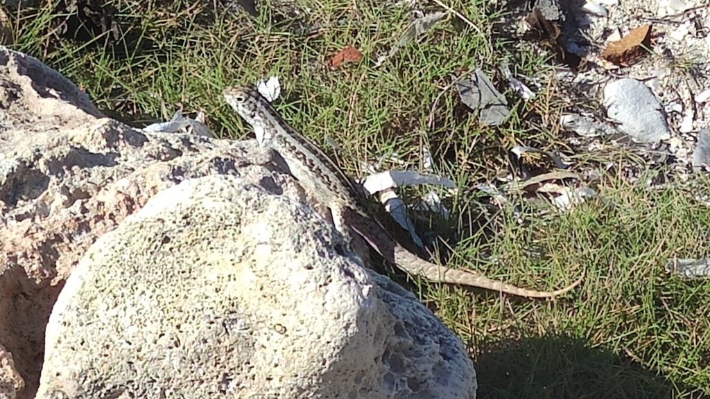 Mountain Curlytail Lizard