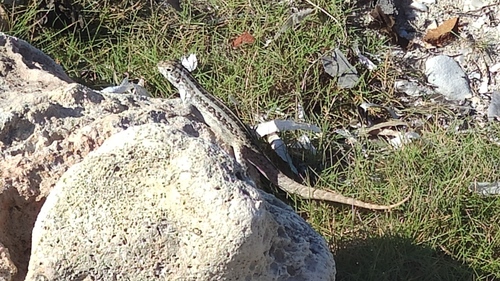Mountain Curlytail Lizard