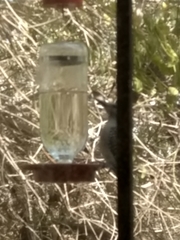 Melanerpes aurifrons