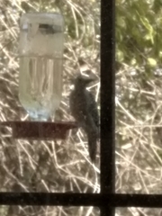 Melanerpes aurifrons