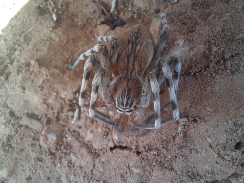 Eusparassus oraniensis