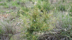 Solanum ferocissimum