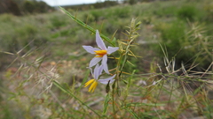 Solanum ferocissimum