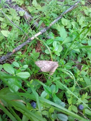 Dendrolimus superans