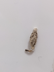 Insecta