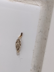 Insecta