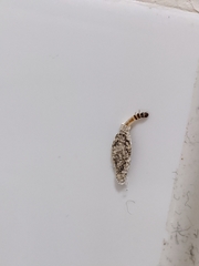 Insecta
